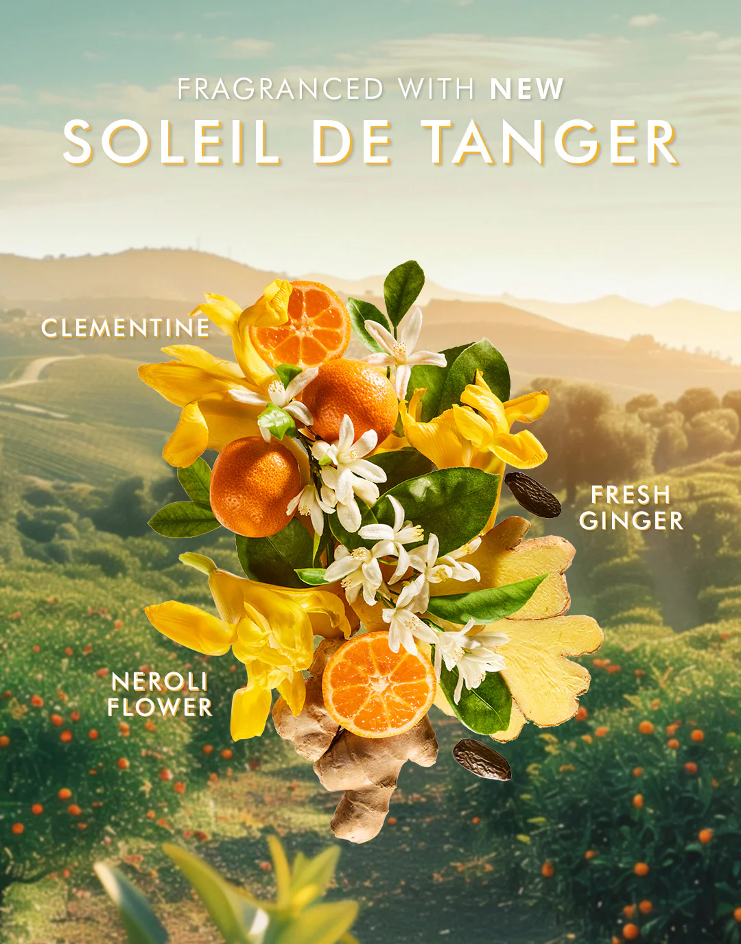 Handcreme Soleil de Tanger - Image 5